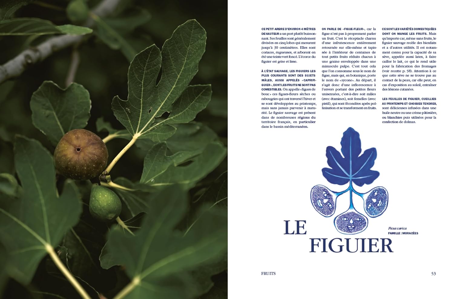 LIVRE RECETTES DE LA NATURE - Jill Cousin et Anne Claire Héraud